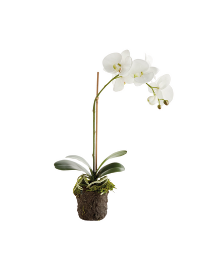 Phalaenopsis Drop-in 21"