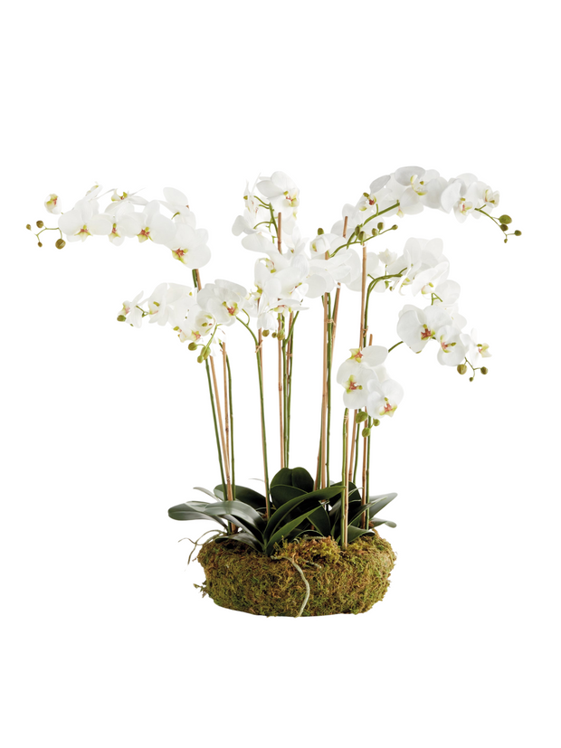 Phalaenopsis Orchid Bowl Drop-In 35"
